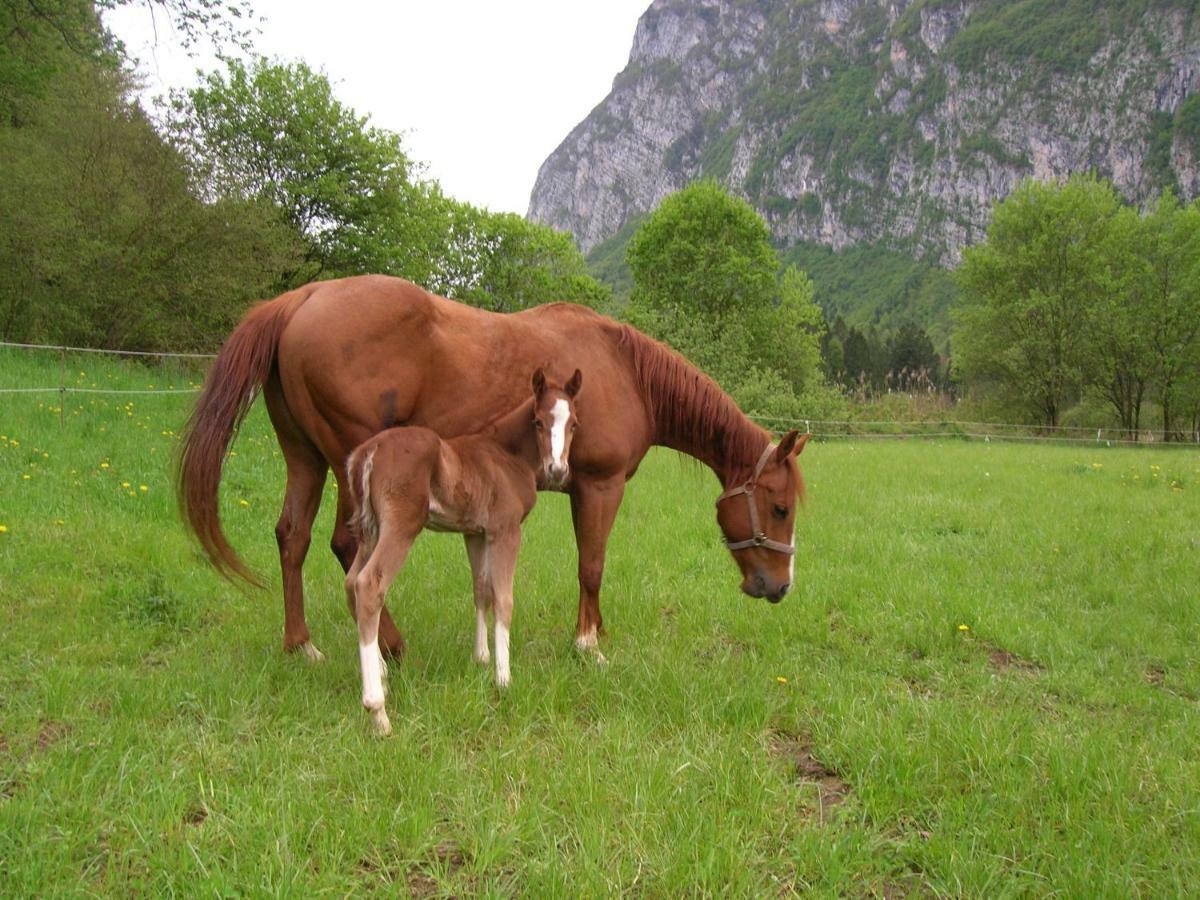 Maso Pertener -adults Friendly- *