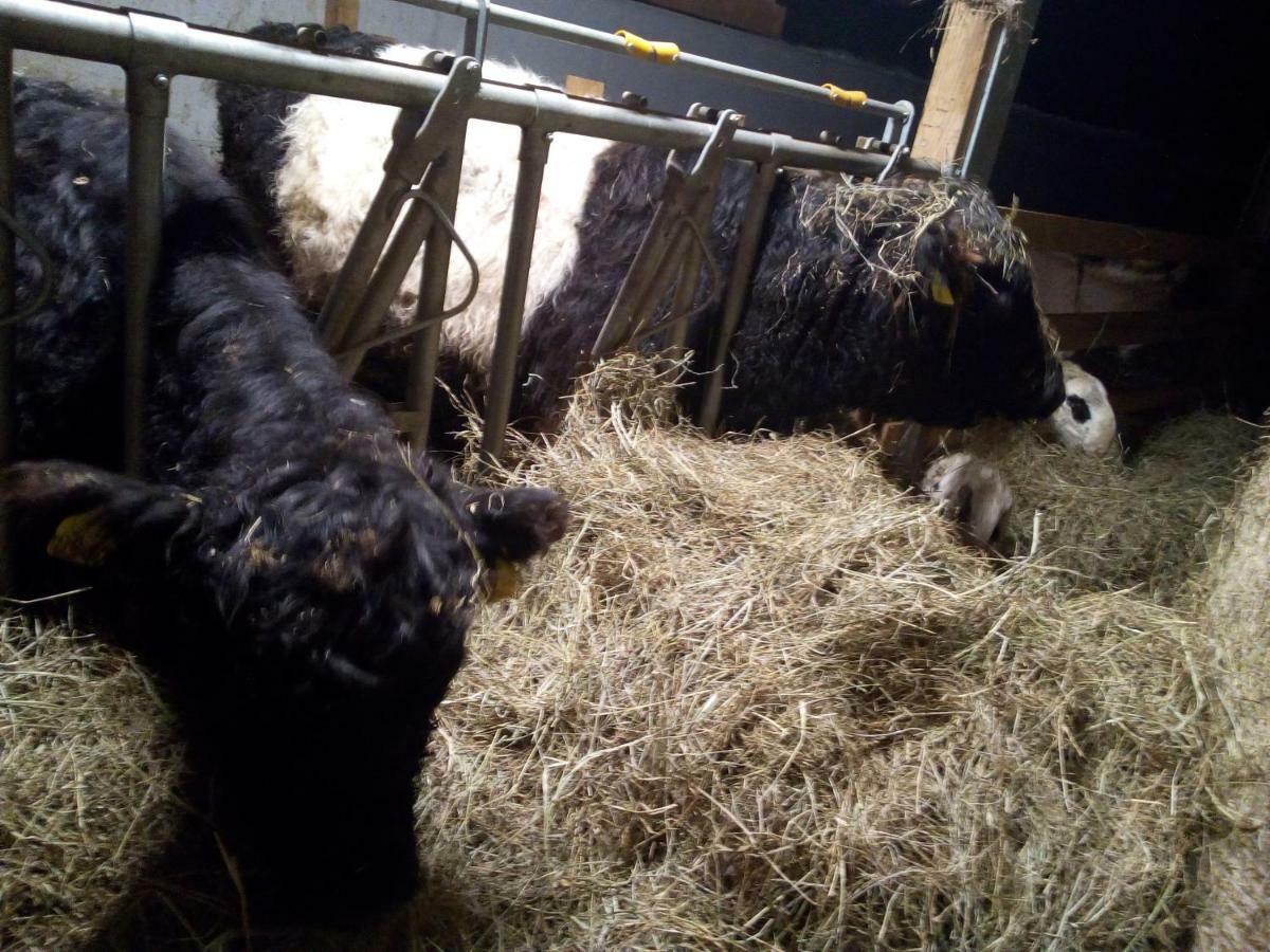 Séjour à la ferme Maso Pertener -adults Friendly- *