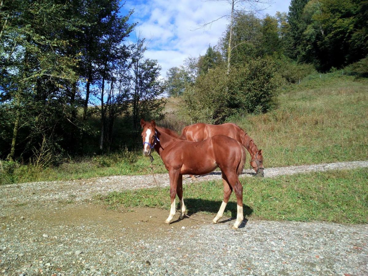 Séjour à la ferme Maso Pertener -adults Friendly- *