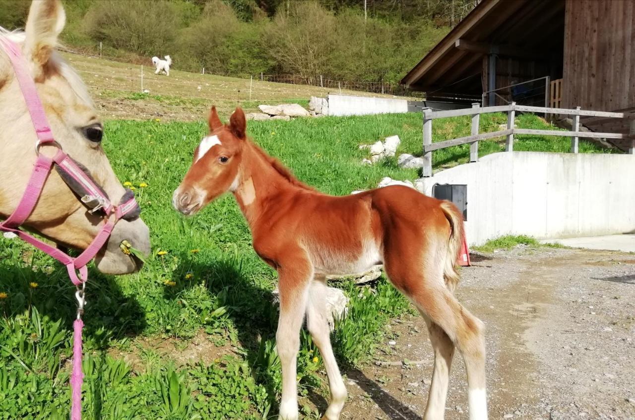 Maso Pertener -adults Friendly- Bauernhof